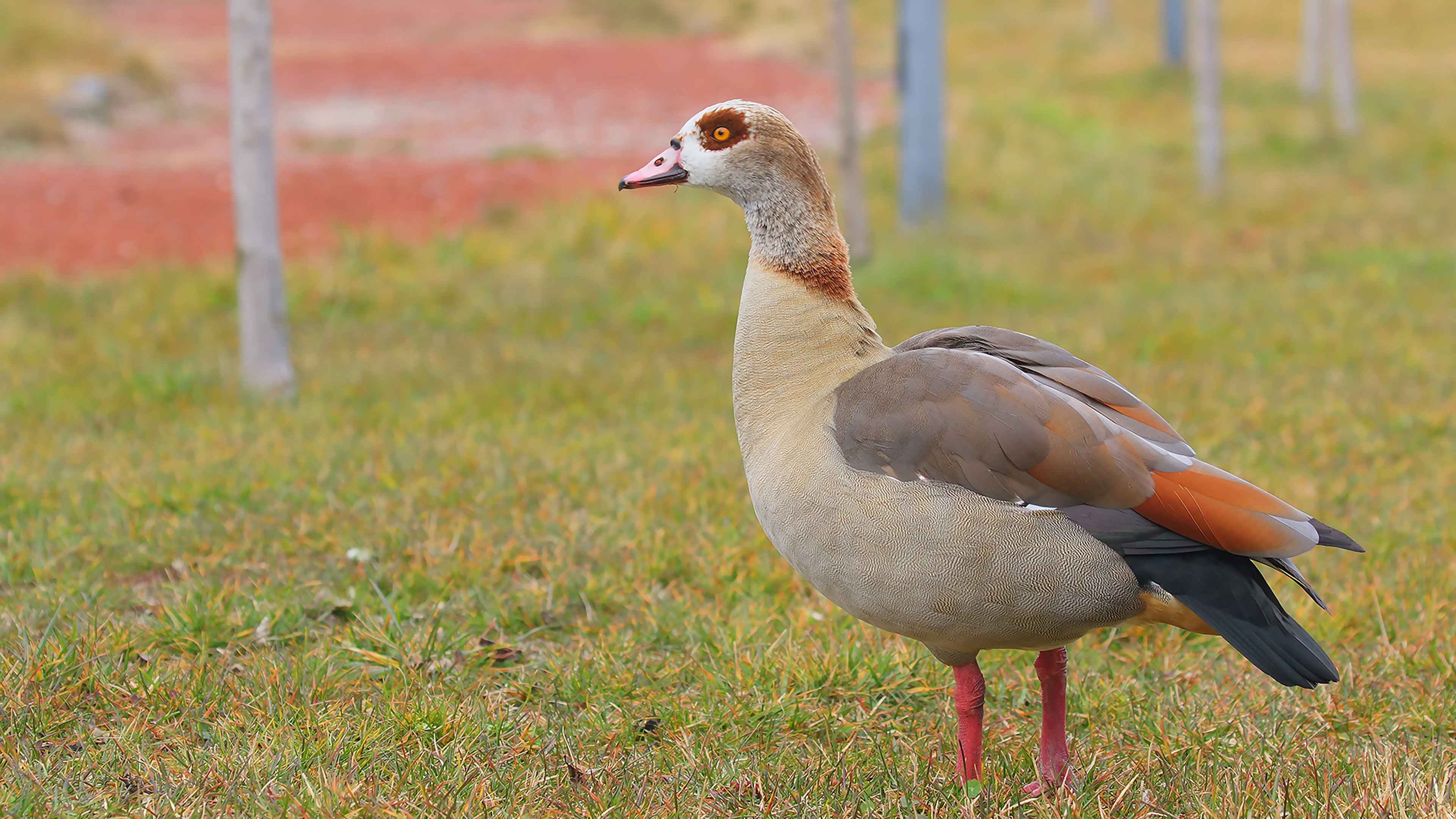 Egyptian Goose